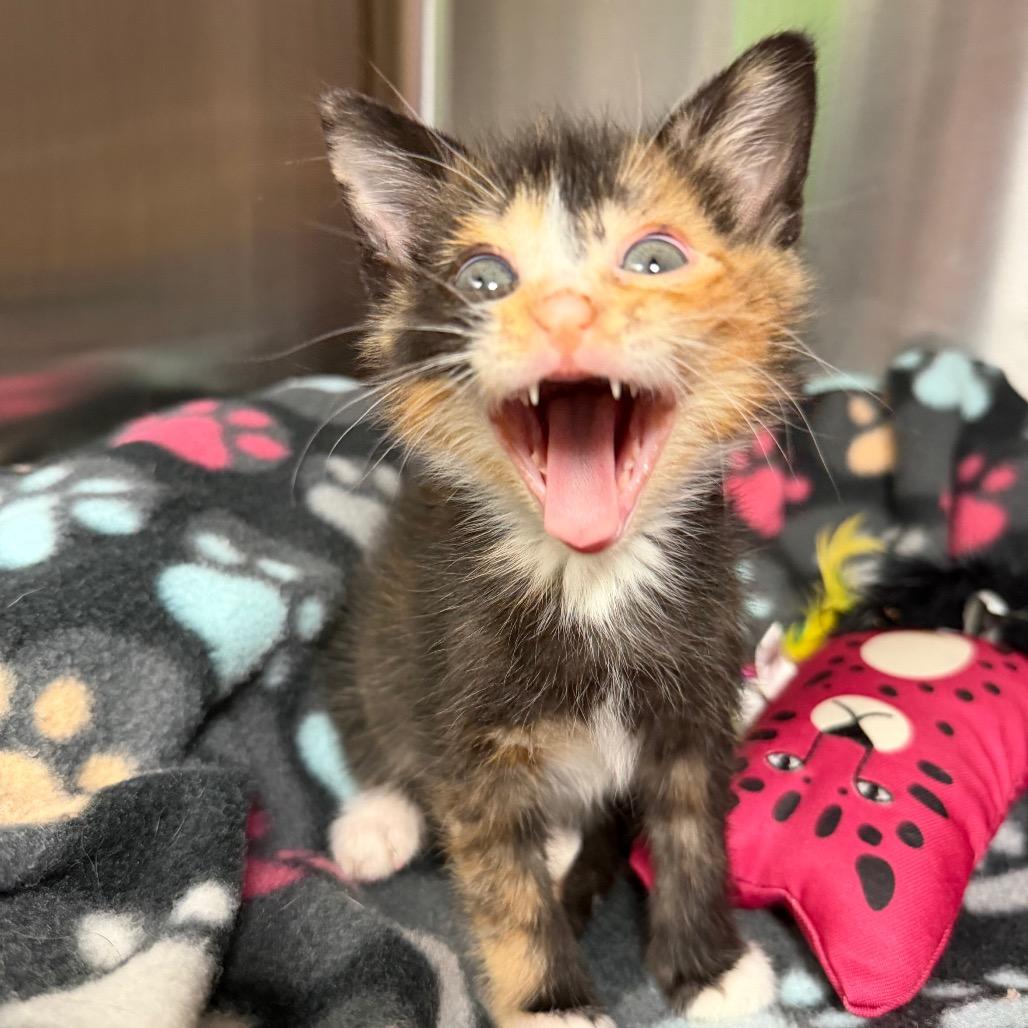Salty Spitoone, a Adoptable Domestic Short Hair in Waynesville, NC image 3/6