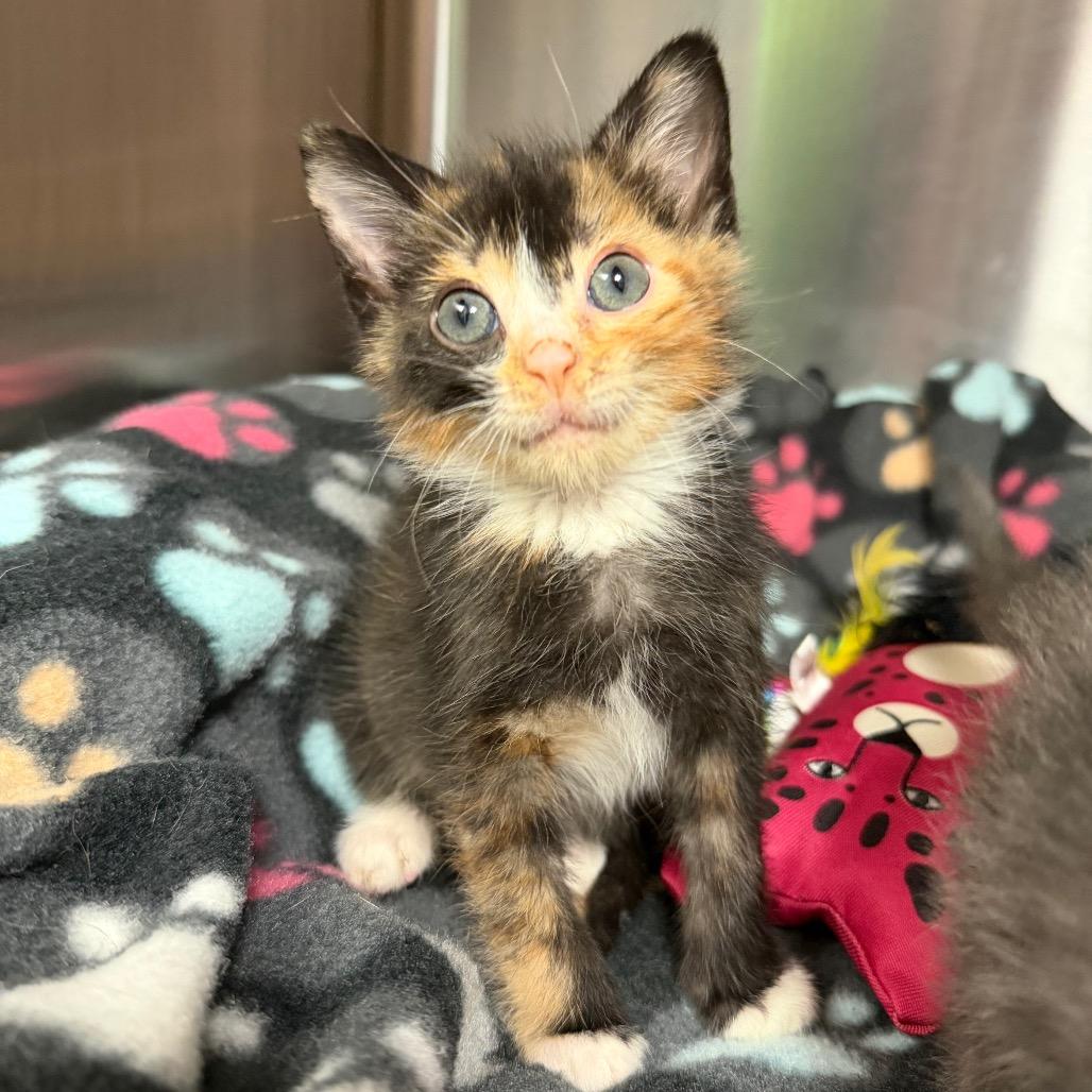 Salty Spitoone, a Adoptable Domestic Short Hair in Waynesville, NC image 4/6