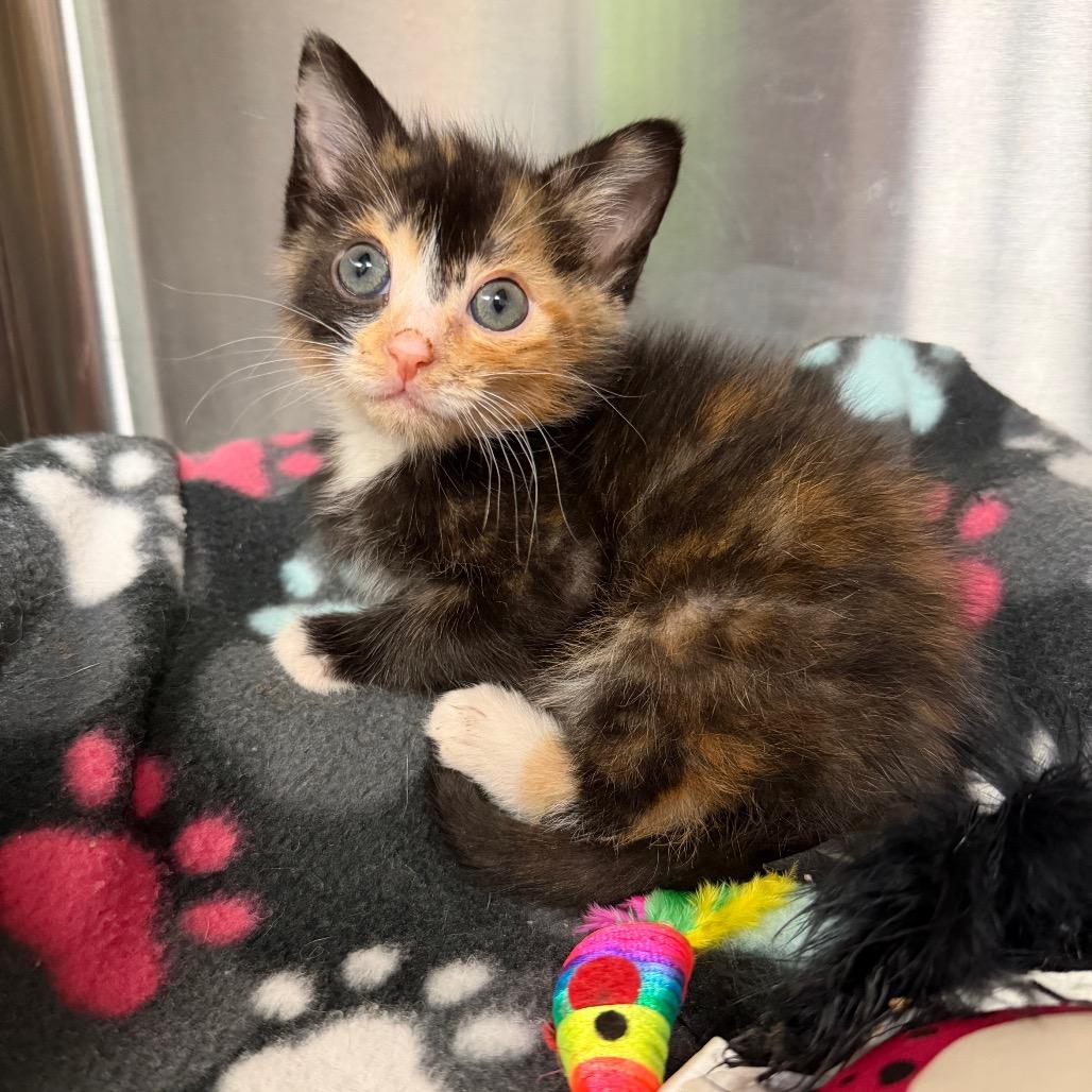 Salty Spitoone, a Adoptable Domestic Short Hair in Waynesville, NC image 5/6