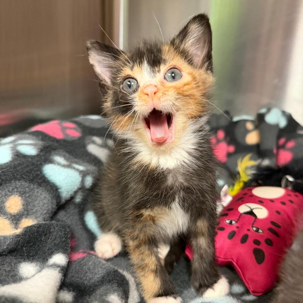 Salty Spitoone, a Adoptable Domestic Short Hair in Waynesville, NC image 6/6