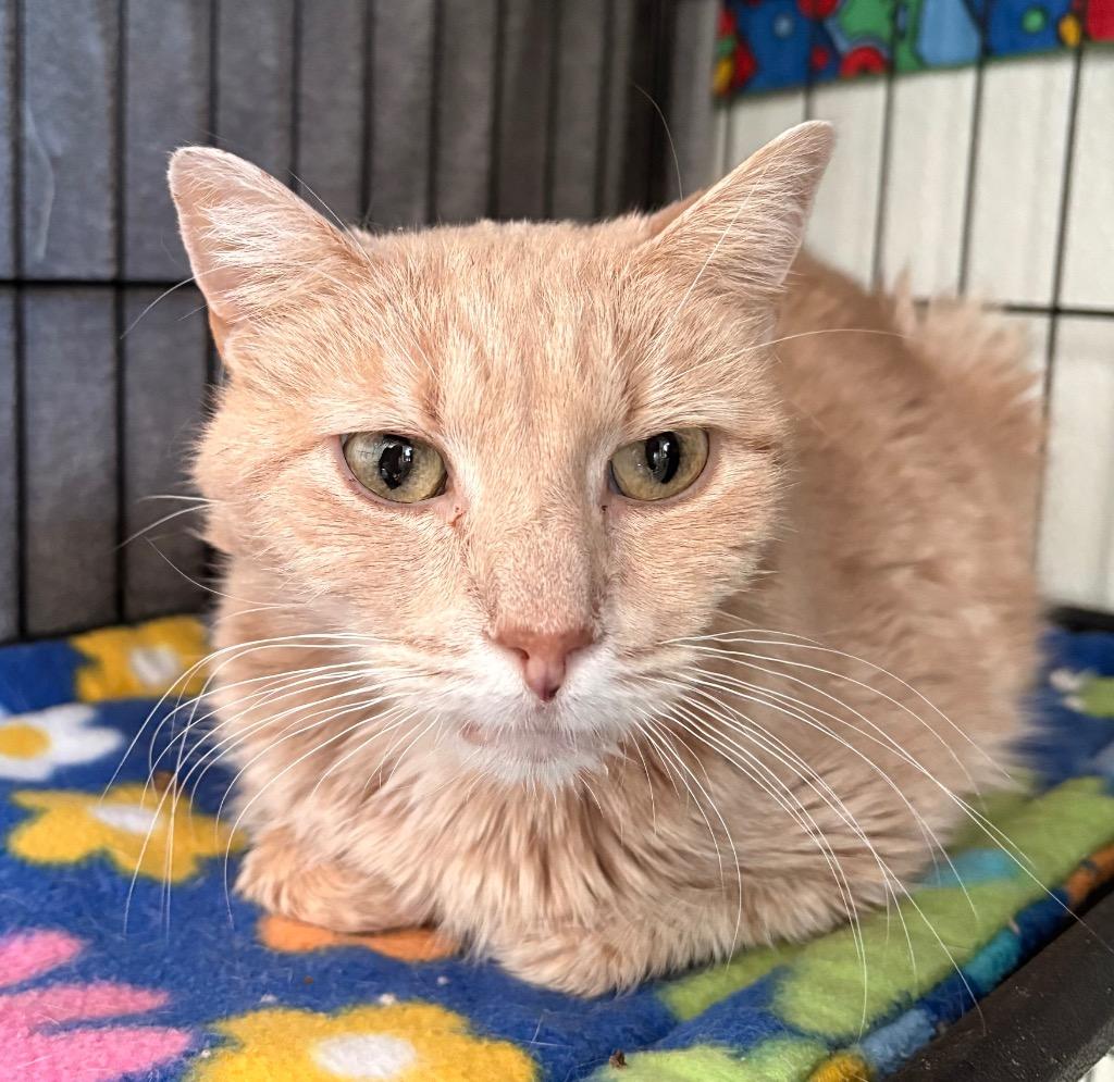 Clemmy, Adoptable, Adult Female Domestic Short Hair.