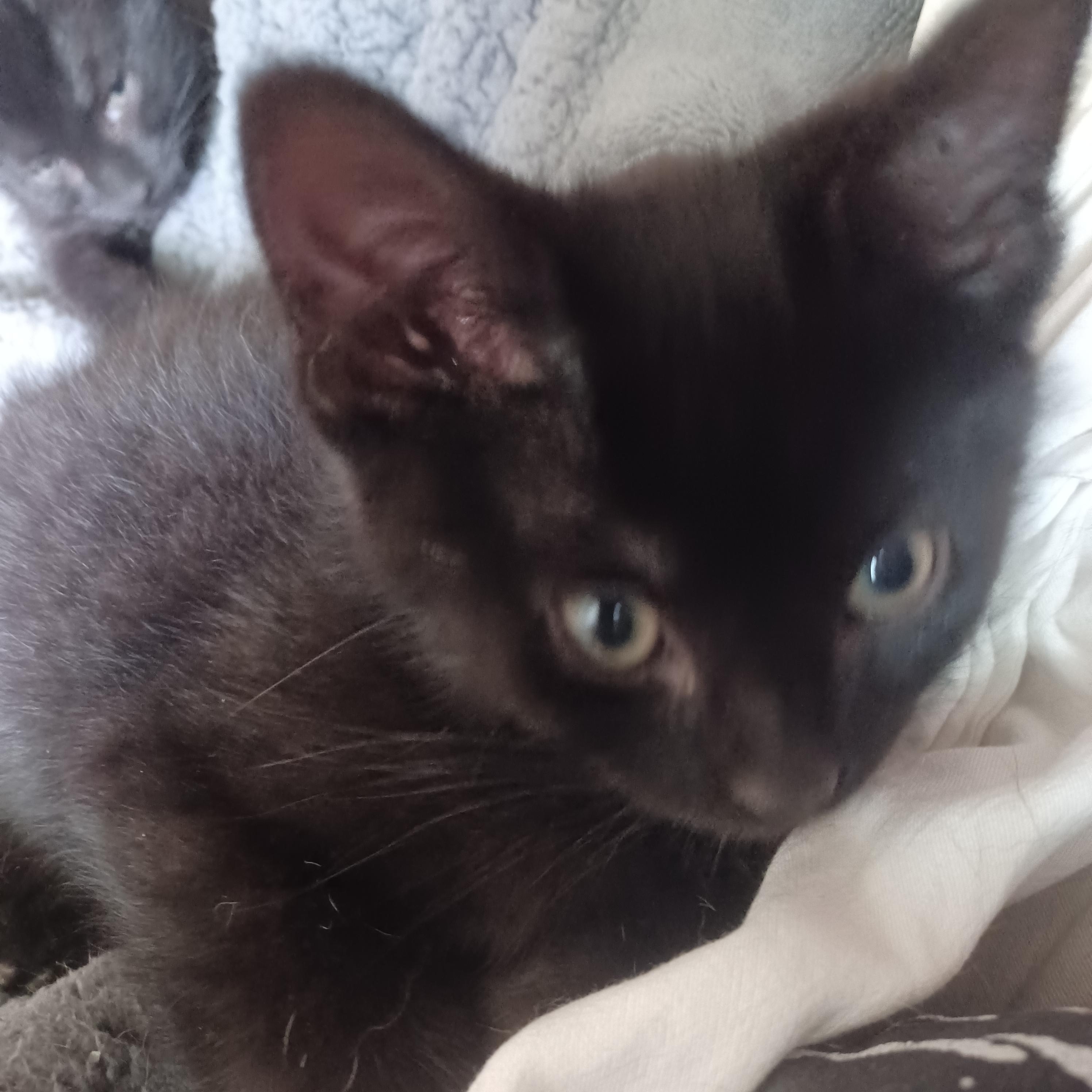 Anthony, a ADOPTABLE Domestic Short Hair in Milwaukee, WI image 2/5