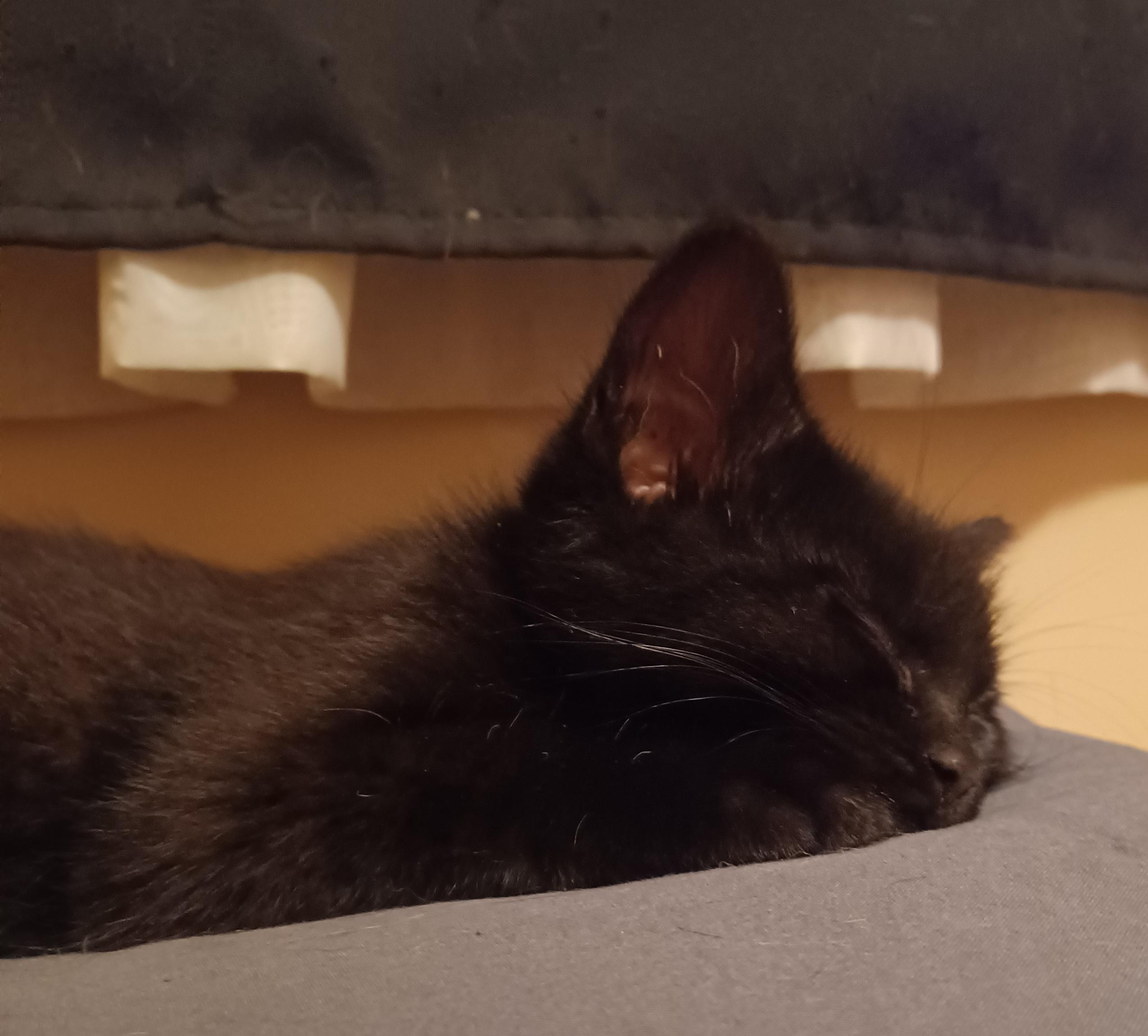 Anthony, a ADOPTABLE Domestic Short Hair in Milwaukee, WI image 4/5
