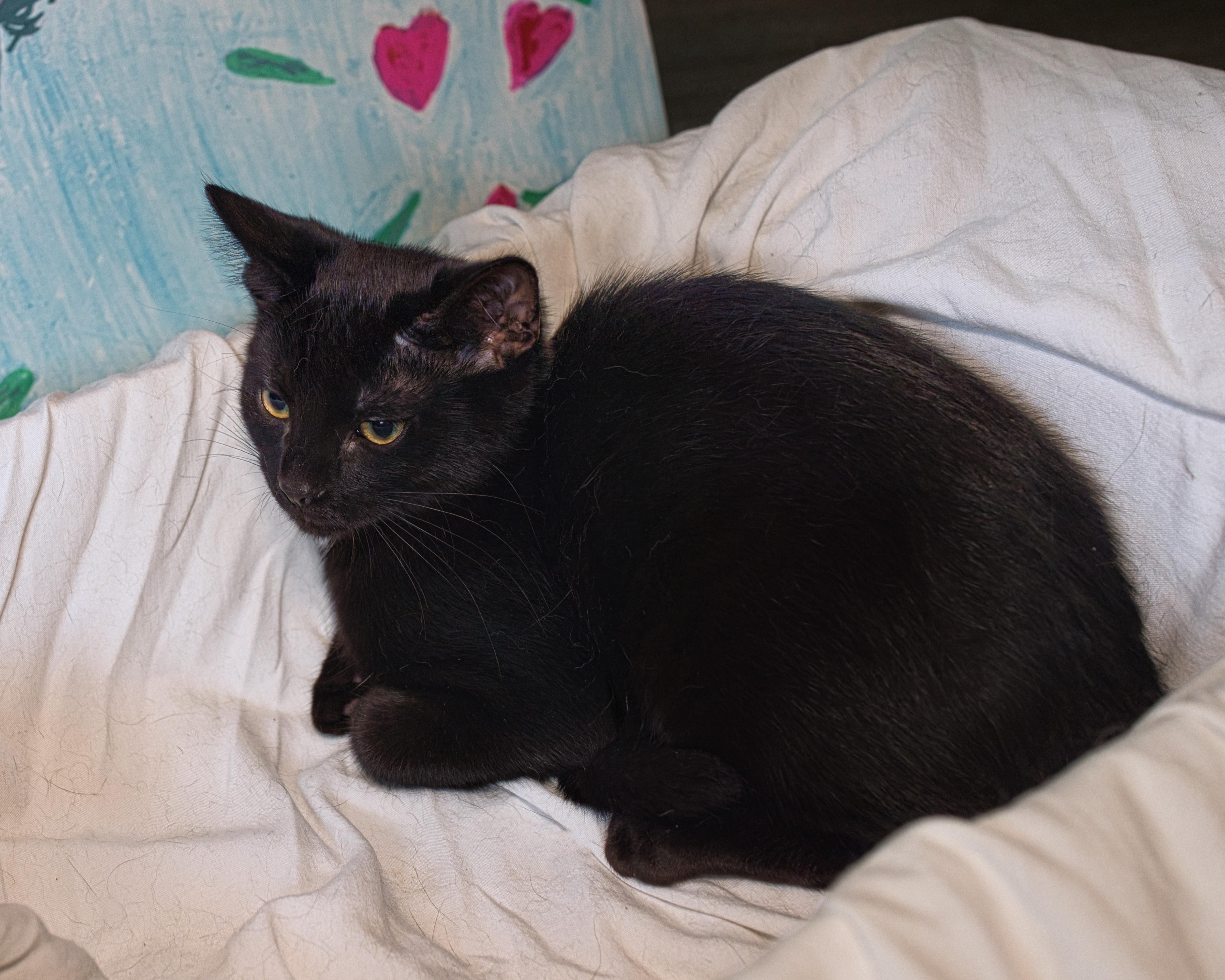 Anthony, a ADOPTABLE Domestic Short Hair in Milwaukee, WI image 5/5