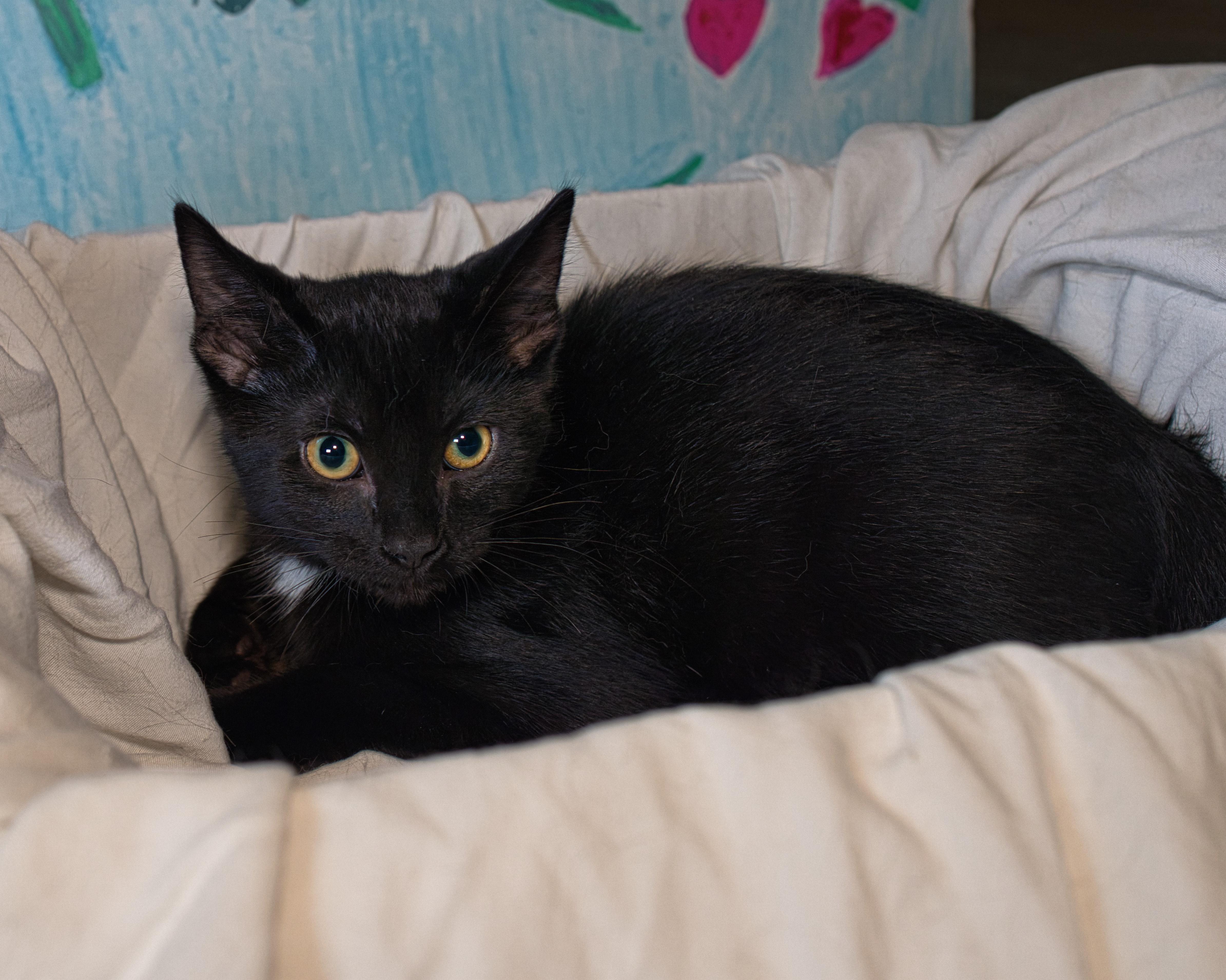 Anthony, ADOPTABLE, Kitten Male Domestic Short Hair.