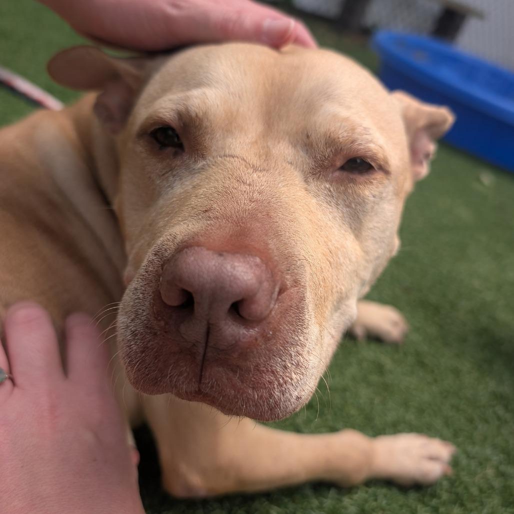 Maude - Available In Foster, Adoptable, Adult Female Mixed Breed.