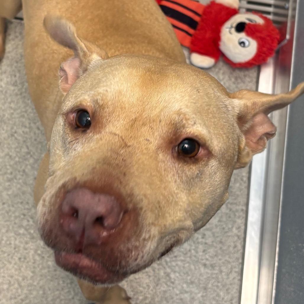Enlarge Maude - Available In Foster, a Adoptable Mixed Breed in Naperville, IL image 2/2