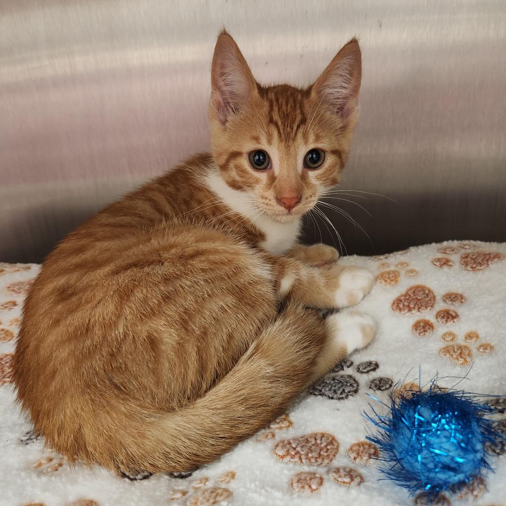 Enlarge Cheese it, a Adoptable Domestic Short Hair in Fort Wayne, IN image 1/1