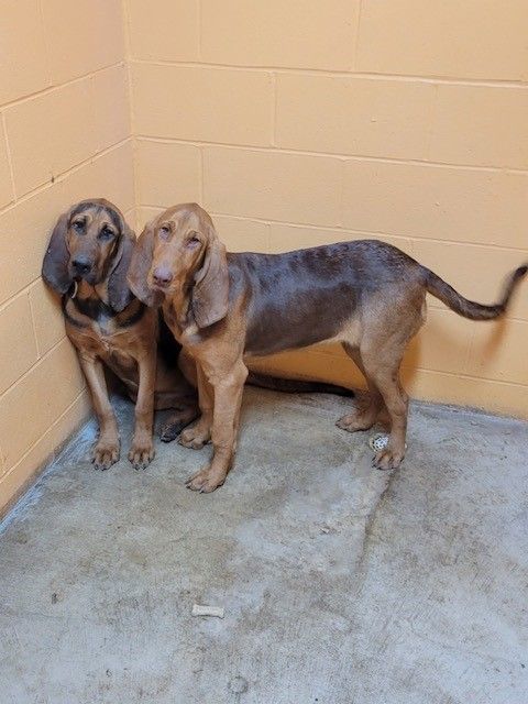 Savannah, a Adoptable Bloodhound in Washington, NJ image 2/2