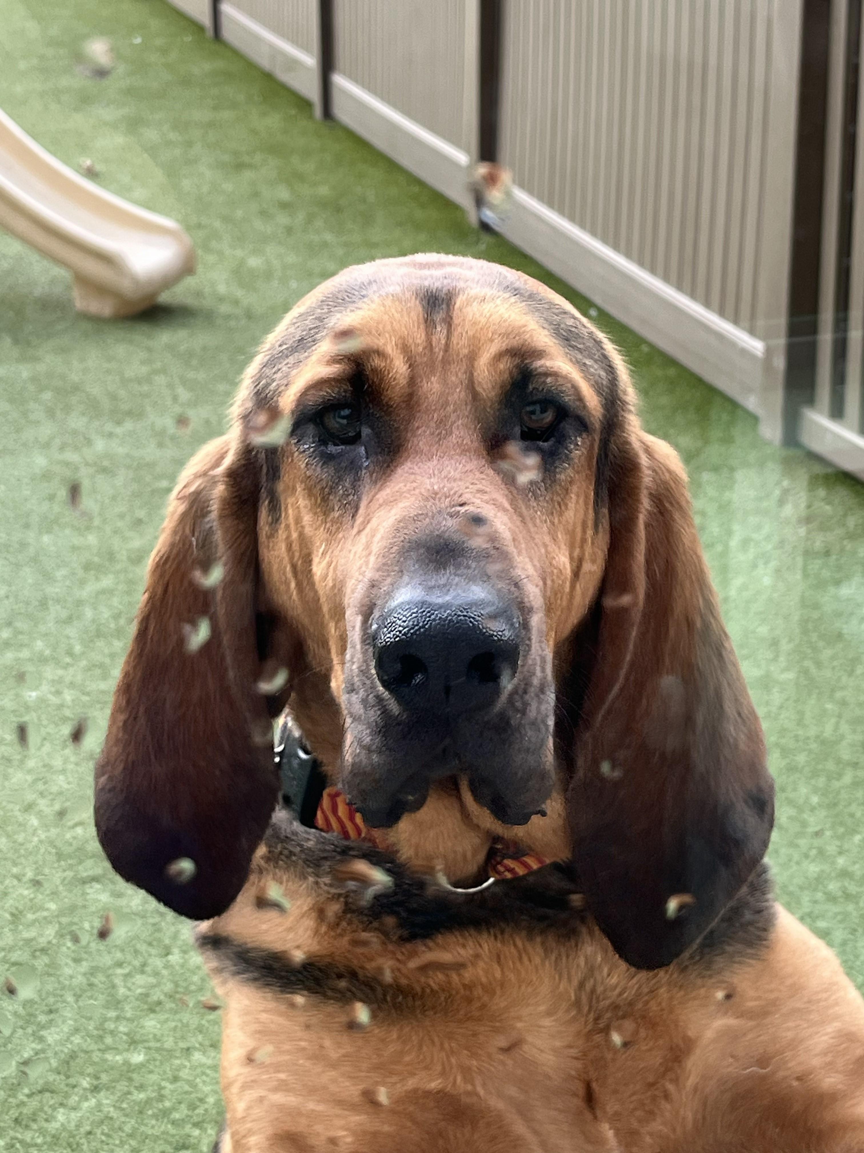 Savannah, Adoptable, Young Female Bloodhound.