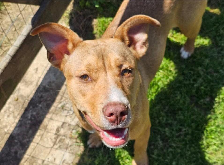 Elsa, Adoptable, Young Female Mixed Breed.