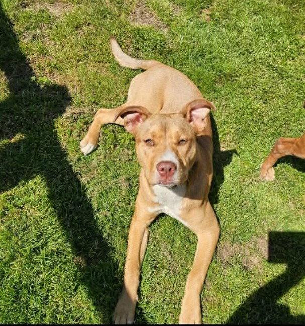Enlarge Elsa, a Adoptable Mixed Breed in Munford, TN image 2/3