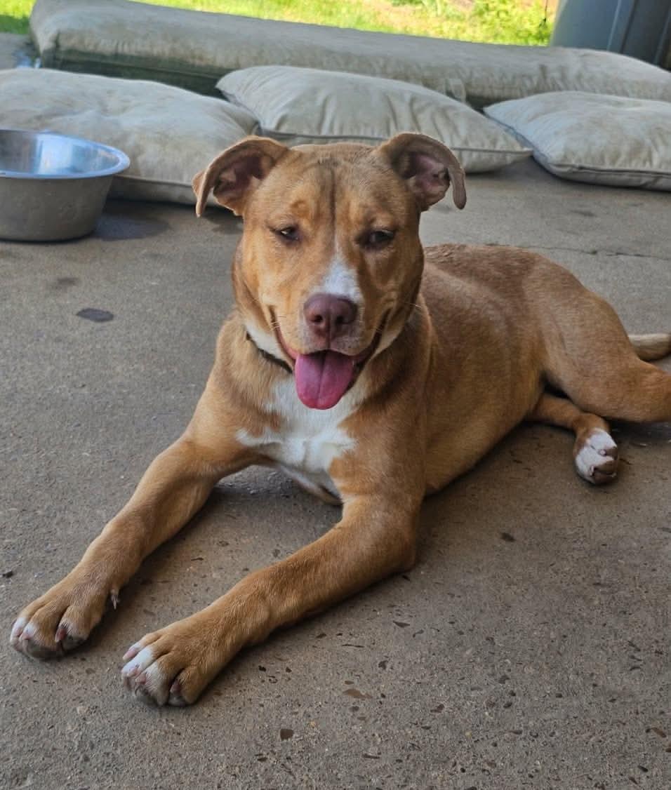 Enlarge Elsa, a Adoptable Mixed Breed in Munford, TN image 3/3