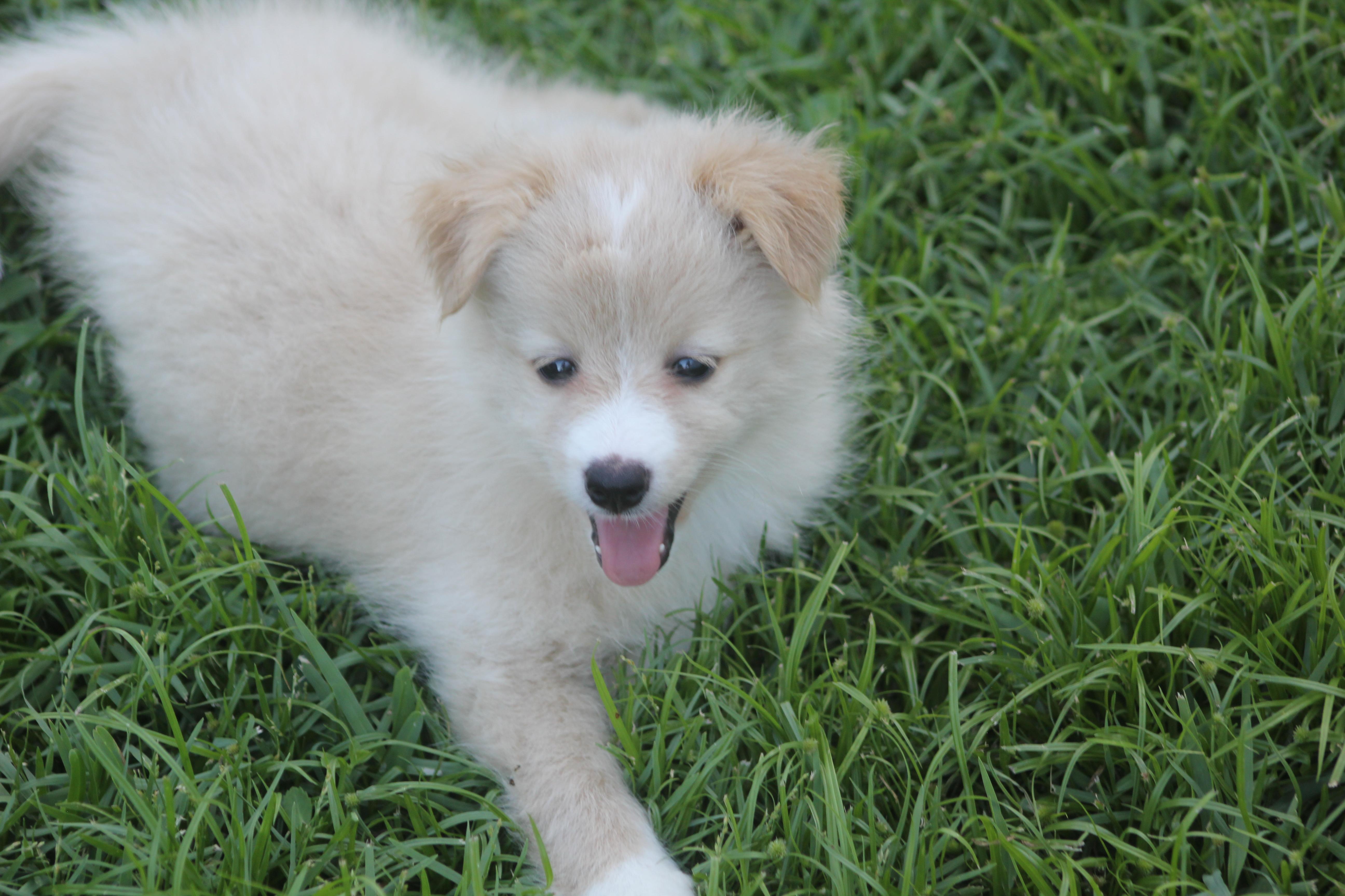 Hope, an adopted mixed breed in Orlando, FL image 3/4