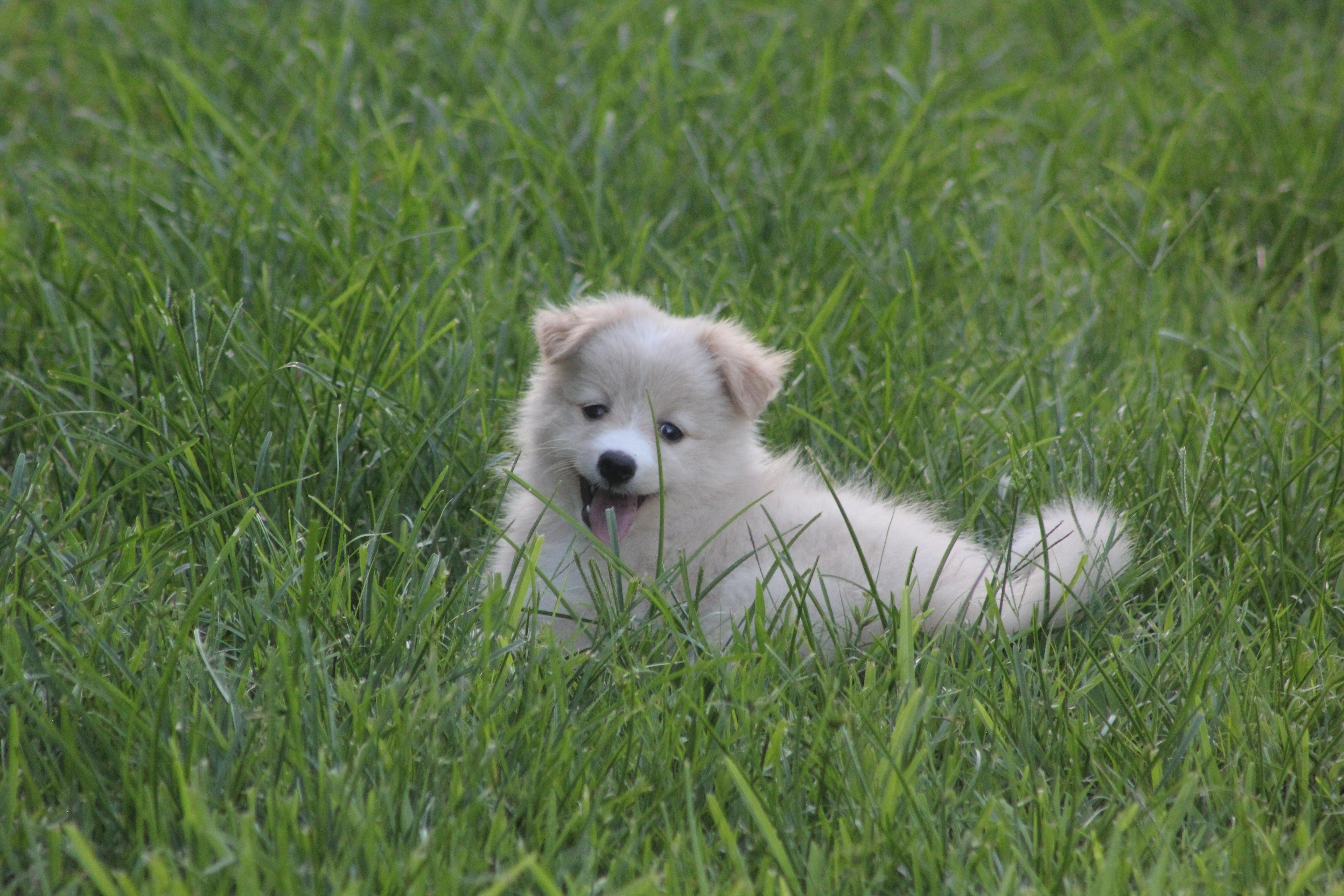 Hope, an adopted mixed breed in Orlando, FL image 4/4