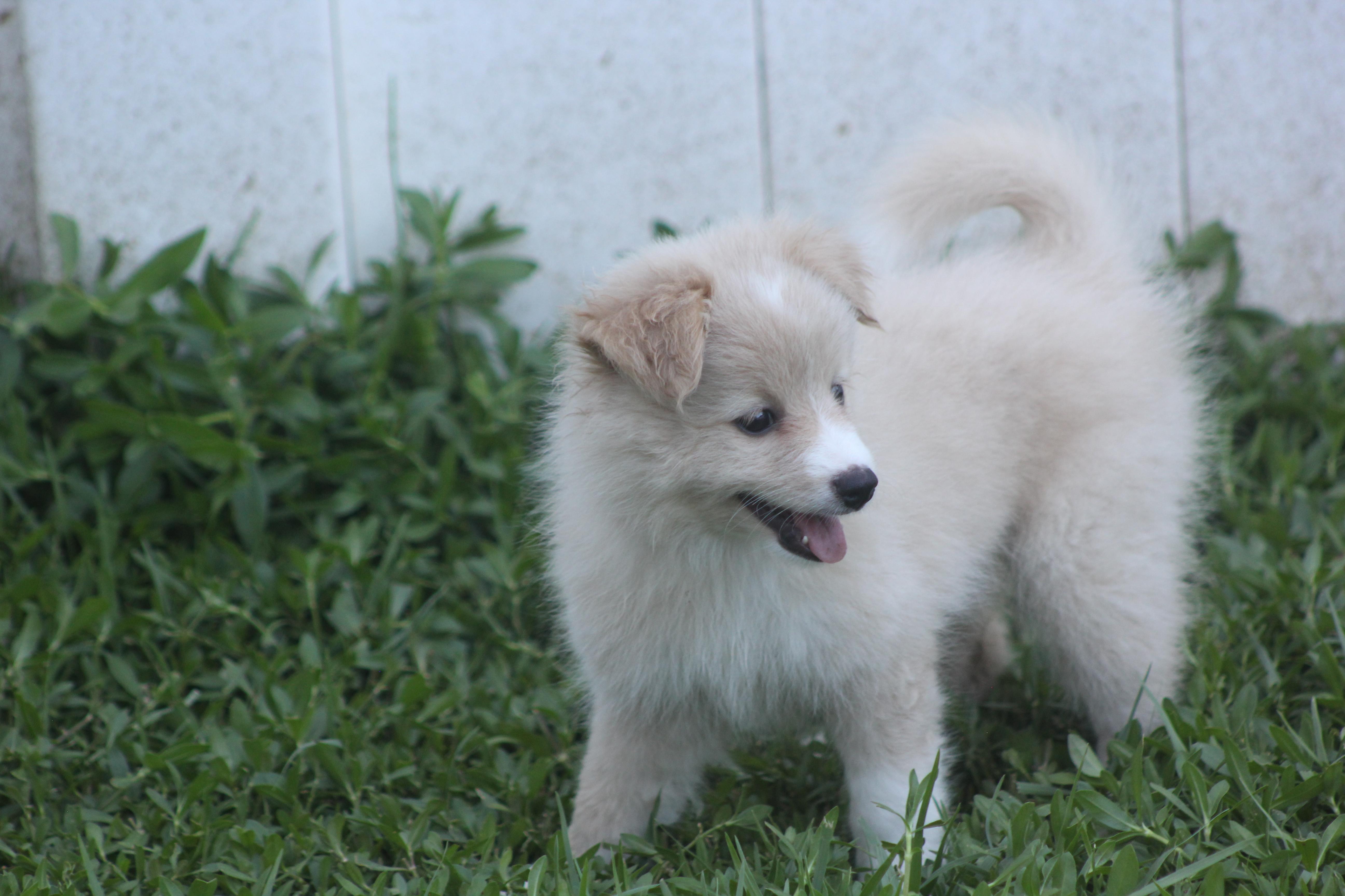 Hope, an adopted mixed breed in Orlando, FL image 2/4