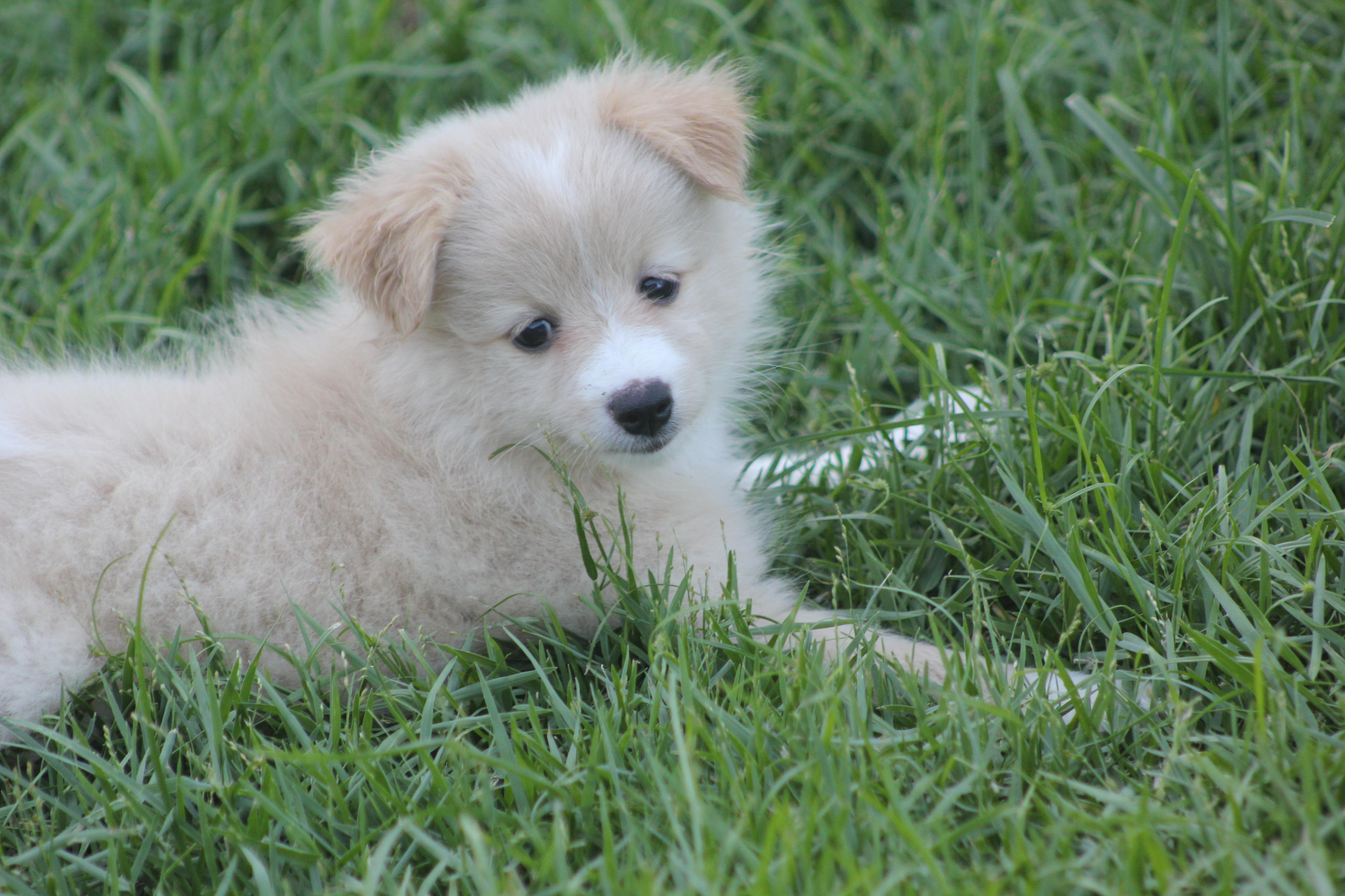 Hope, adopted, Young Female Pomeranian.