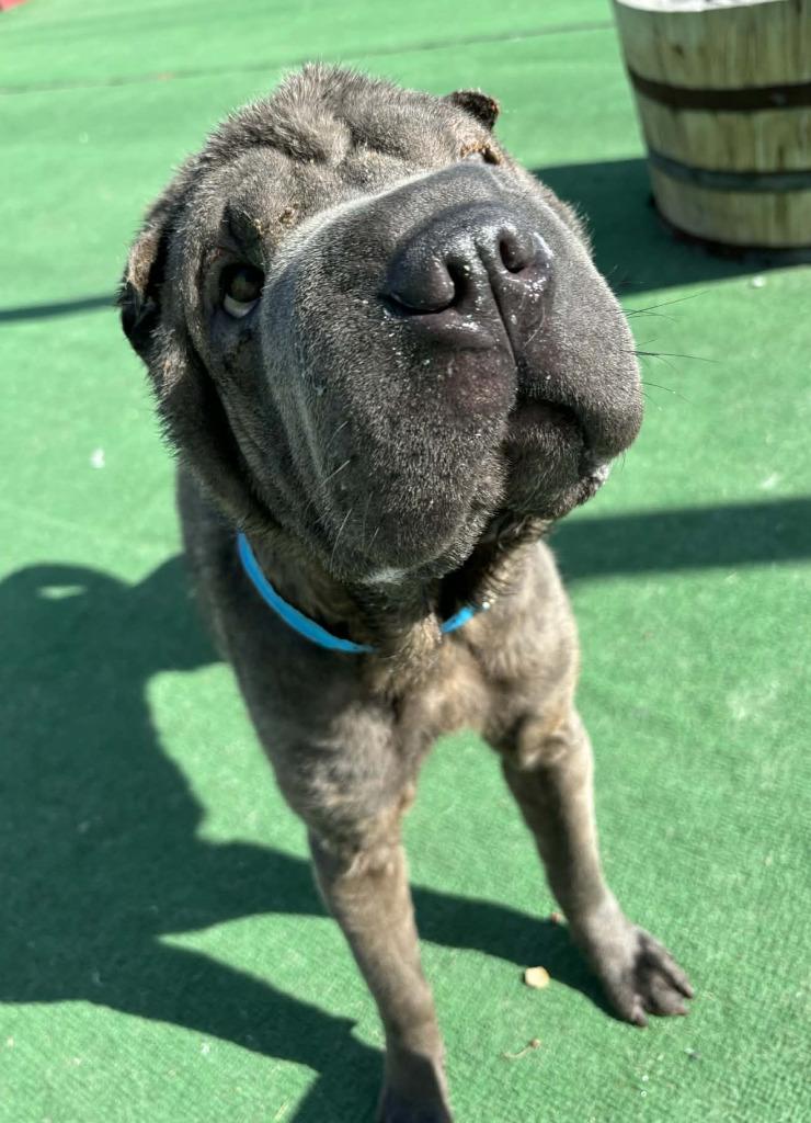 Yaz, Adoptable, Young Male Shar-Pei.