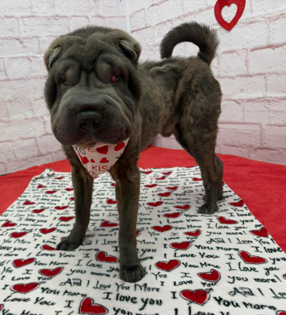 Enlarge Yaz, a Adoptable Shar-Pei in Warren, MI image 2/6