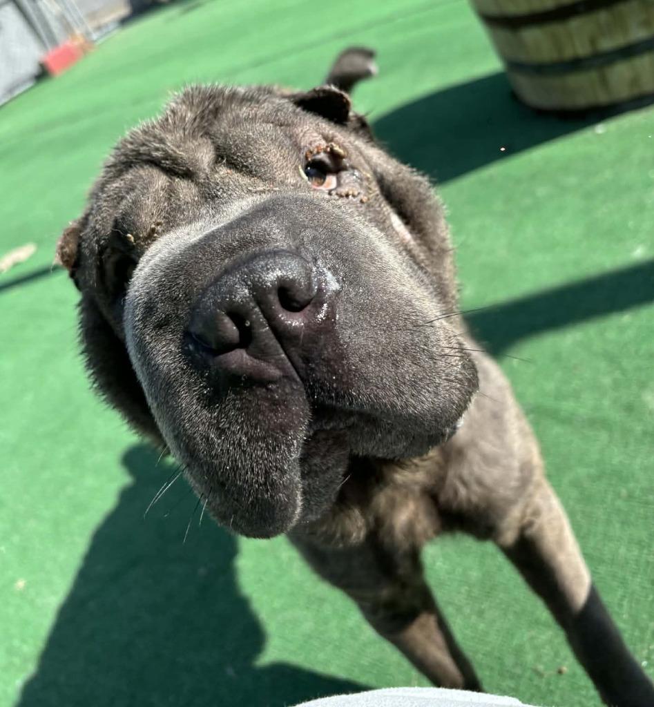 Enlarge Yaz, a Adoptable Shar-Pei in Warren, MI image 3/6