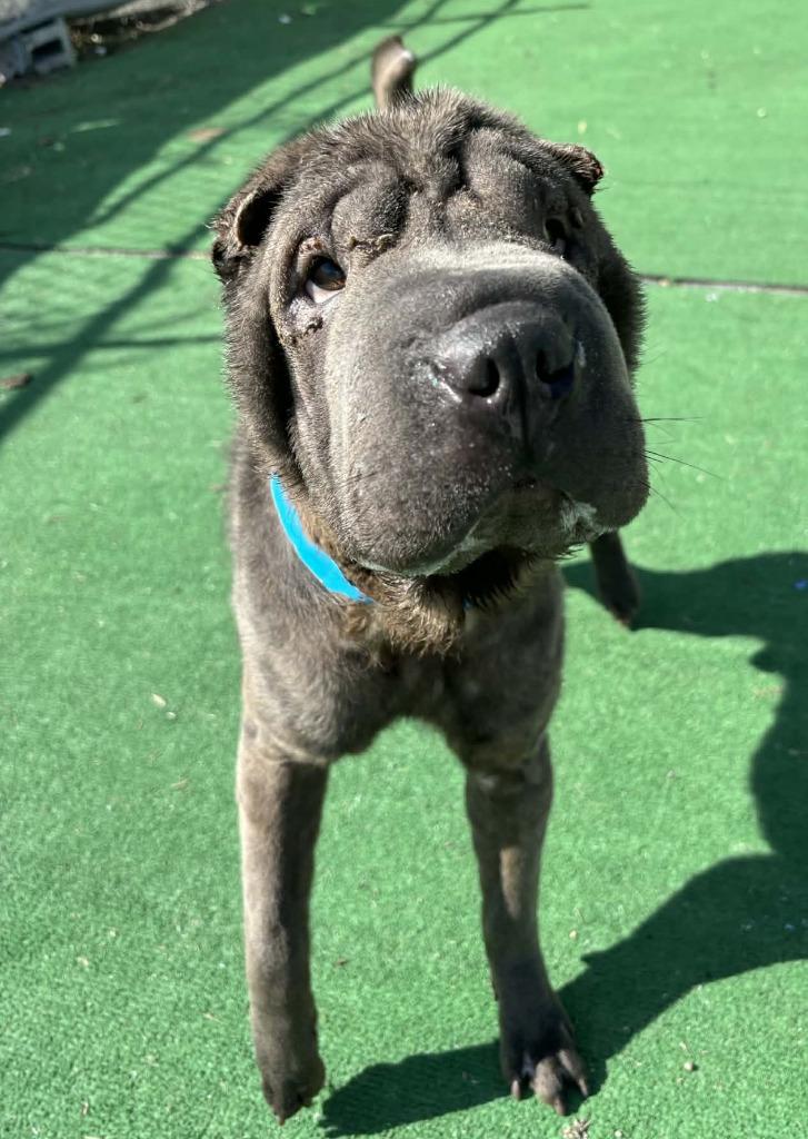 Enlarge Yaz, a Adoptable Shar-Pei in Warren, MI image 4/6