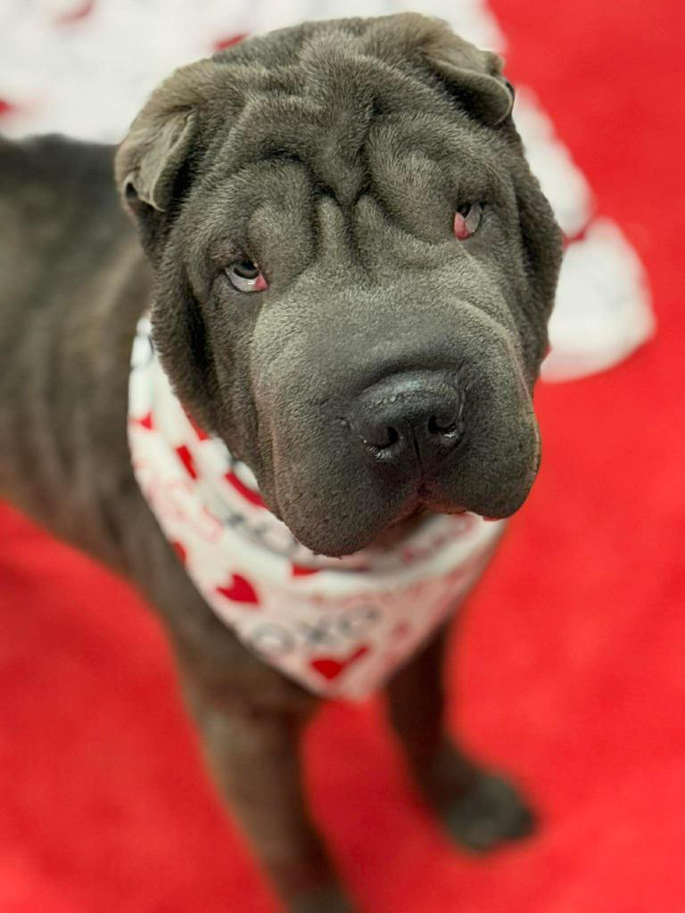 Enlarge Yaz, a Adoptable Shar-Pei in Warren, MI image 5/6