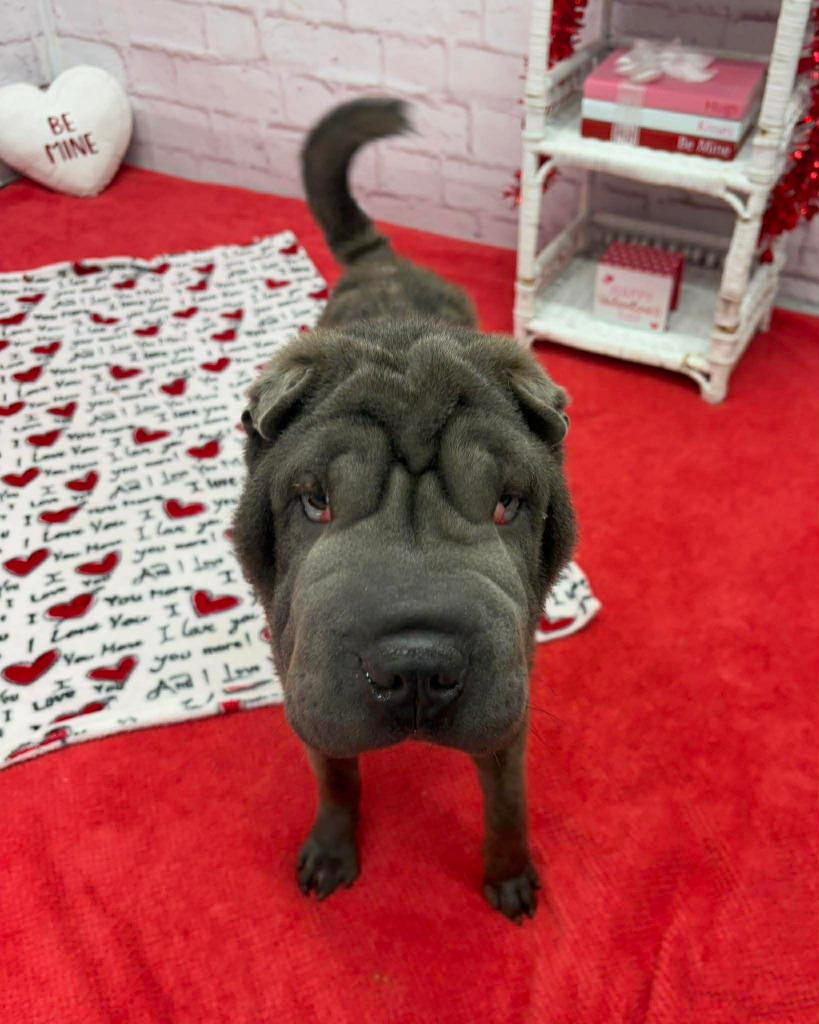 Enlarge Yaz, a Adoptable Shar-Pei in Warren, MI image 6/6