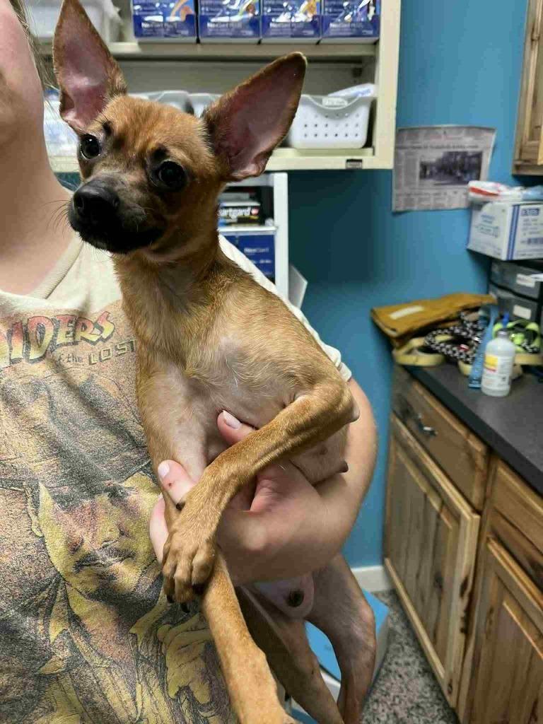 Enlarge Maisie, a Adoptable mixed breed in Kendallville, IN image 1/1