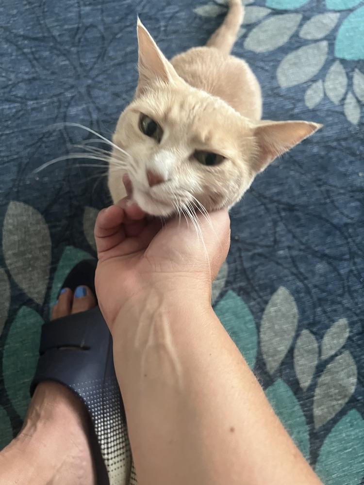 Peaches, Adoptable, Adult Female Domestic Short Hair.