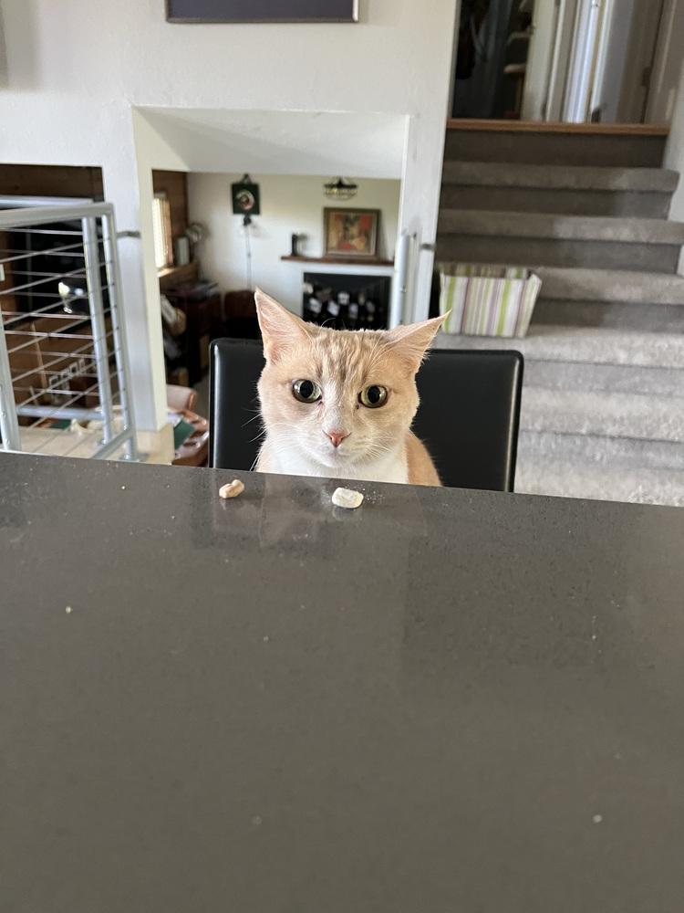 Enlarge Peaches, a Adoptable Domestic Short Hair in Lafayette, CO image 2/6