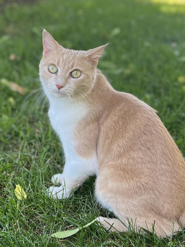 Enlarge Peaches, a Adoptable Domestic Short Hair in Lafayette, CO image 3/6