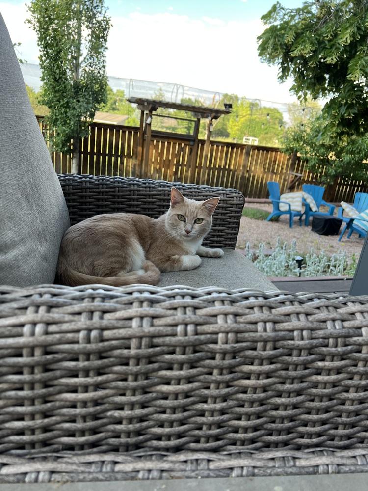 Enlarge Peaches, a Adoptable Domestic Short Hair in Lafayette, CO image 6/6