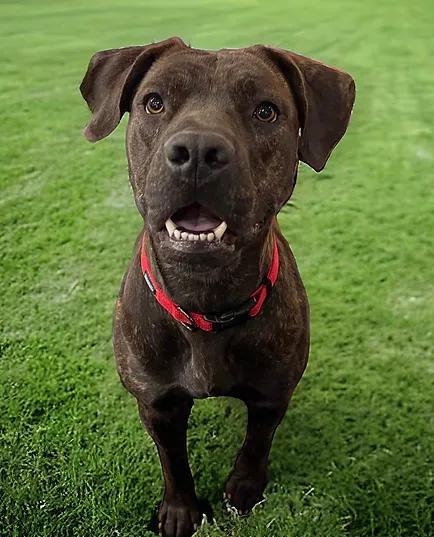 Missy, Adoptable, Young Female Cane Corso.