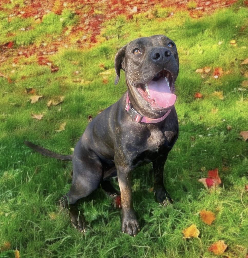 Missy, a Adoptable mixed breed in Hopkinsville, KY image 2/3