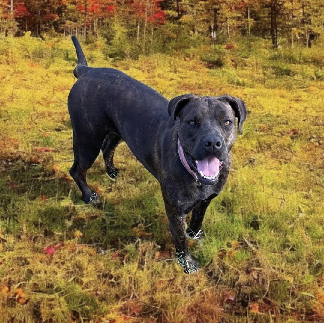 Missy, a Adoptable mixed breed in Hopkinsville, KY image 3/3