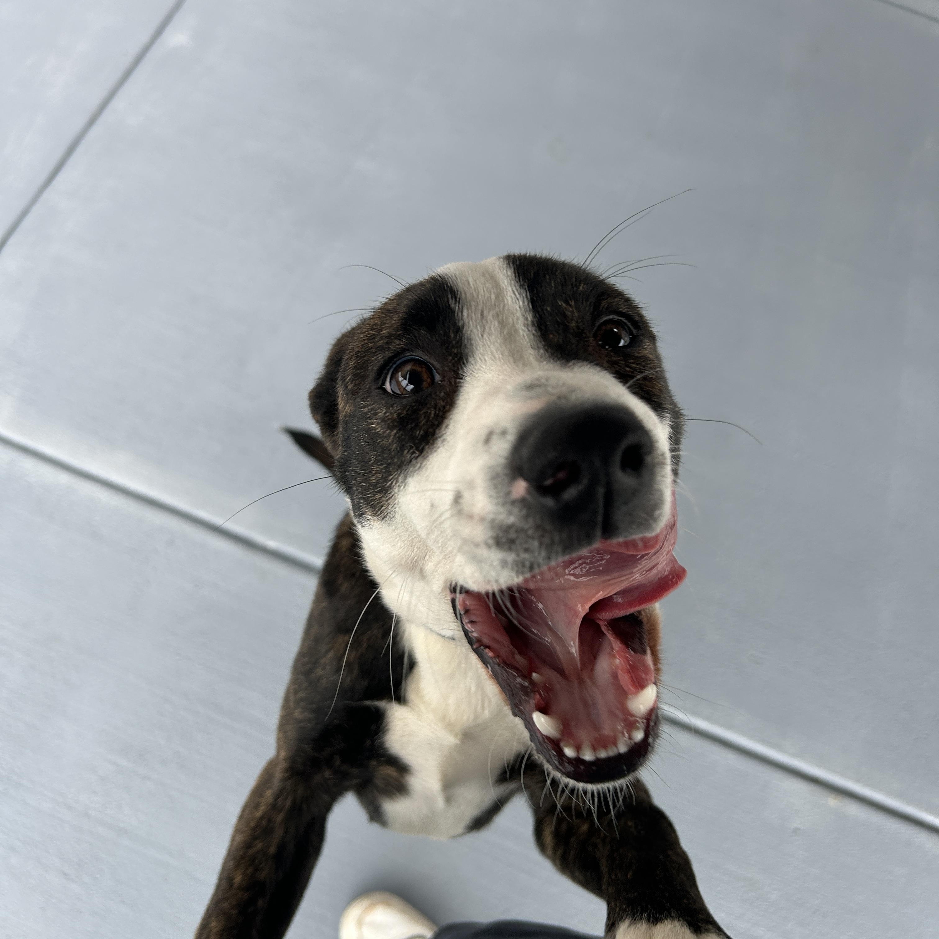 Cannoli, ADOPTABLE, Puppy Male American Staffordshire Terrier.