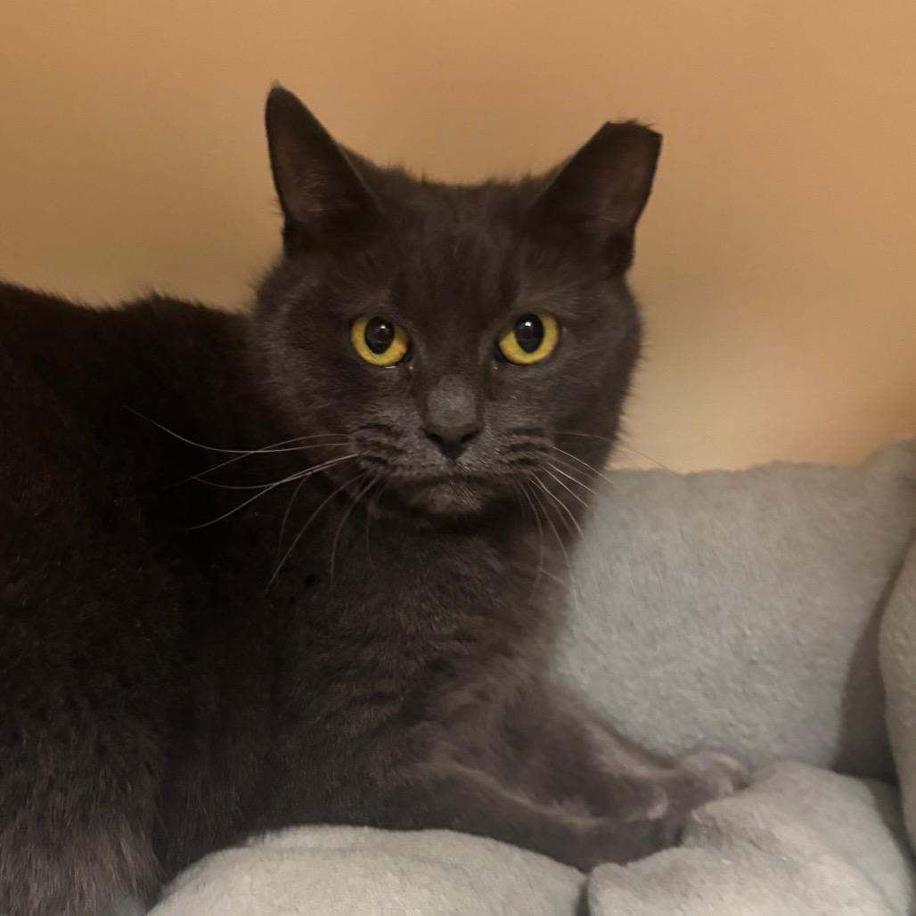 Enlarge Smokey, a Adoptable Domestic Short Hair in Waynesboro, PA image 1/1
