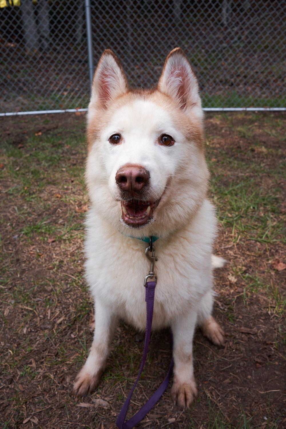Lola, Adoptable, Senior Female Siberian Husky.