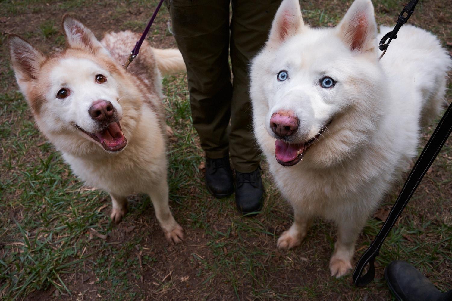 Enlarge Lola, a Adoptable Siberian Husky in Floyd, VA image 2/2