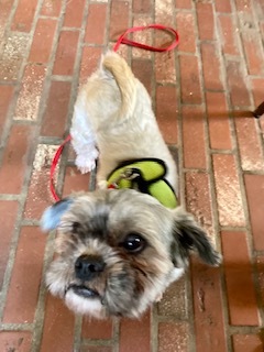 Gizmo Giblets- Sanctuary, a Adoptable Shih Tzu in Belleville, NJ image 1/5