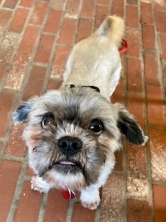 Gizmo Giblets- Sanctuary, a Adoptable Shih Tzu in Belleville, NJ image 2/5