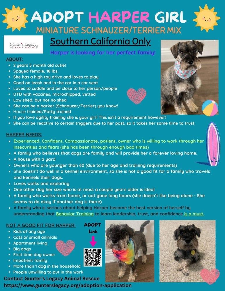 Enlarge Harper  (STOLEN), a Adoptable mixed breed in Claremont, CA image 3/4