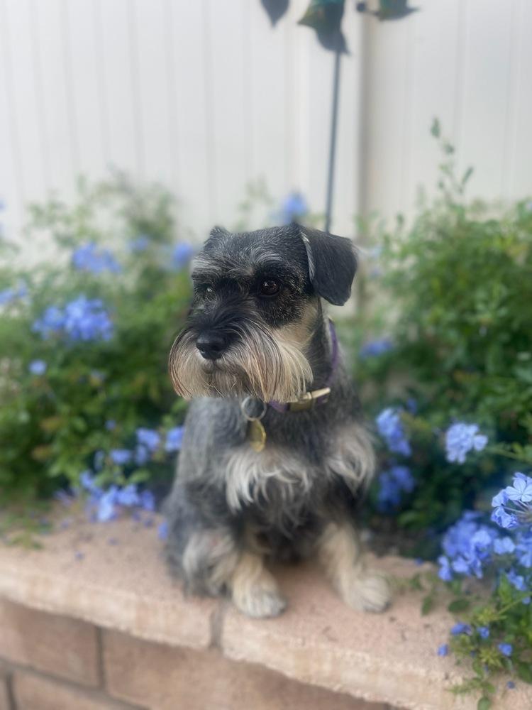 Enlarge Harper  (STOLEN), a Adoptable mixed breed in Claremont, CA image 4/4