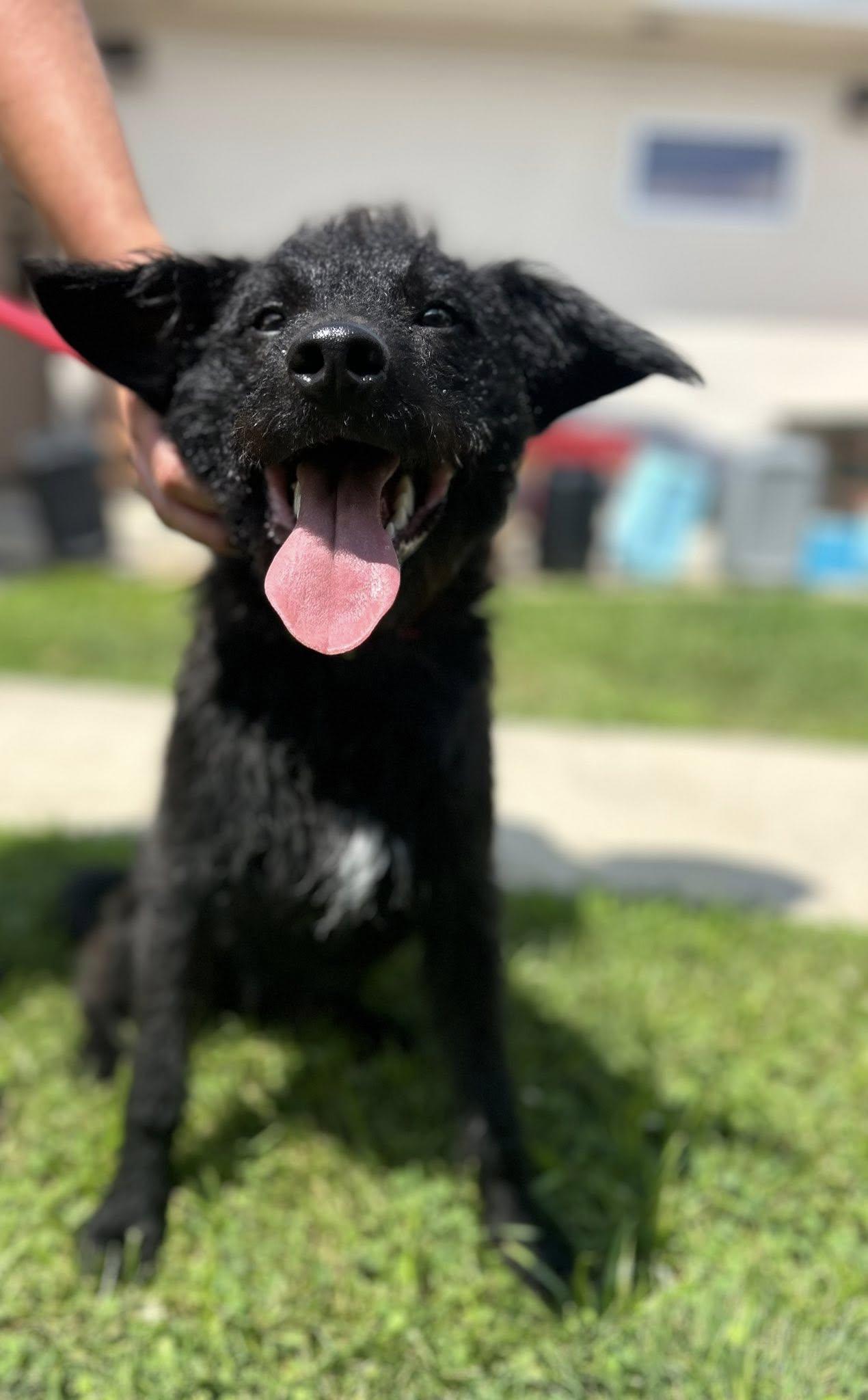 Hogan