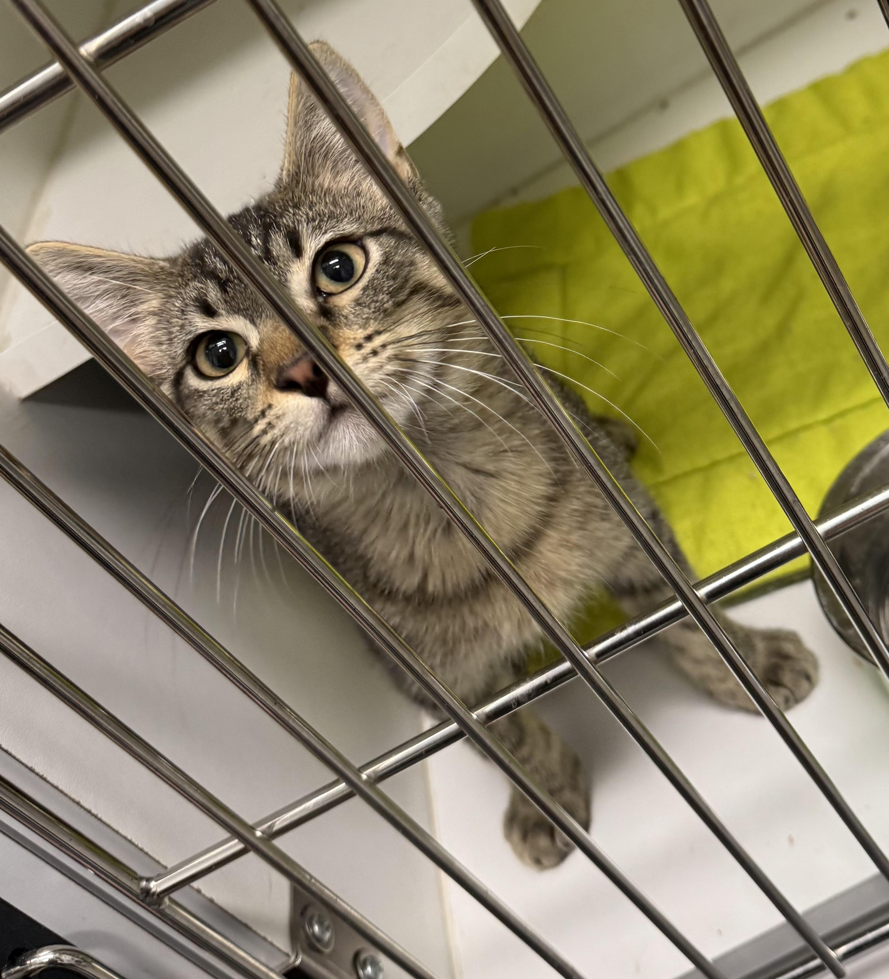 Henry 25-0003/F, a Adopted Domestic Short Hair in Atlantic, IA image 2/3