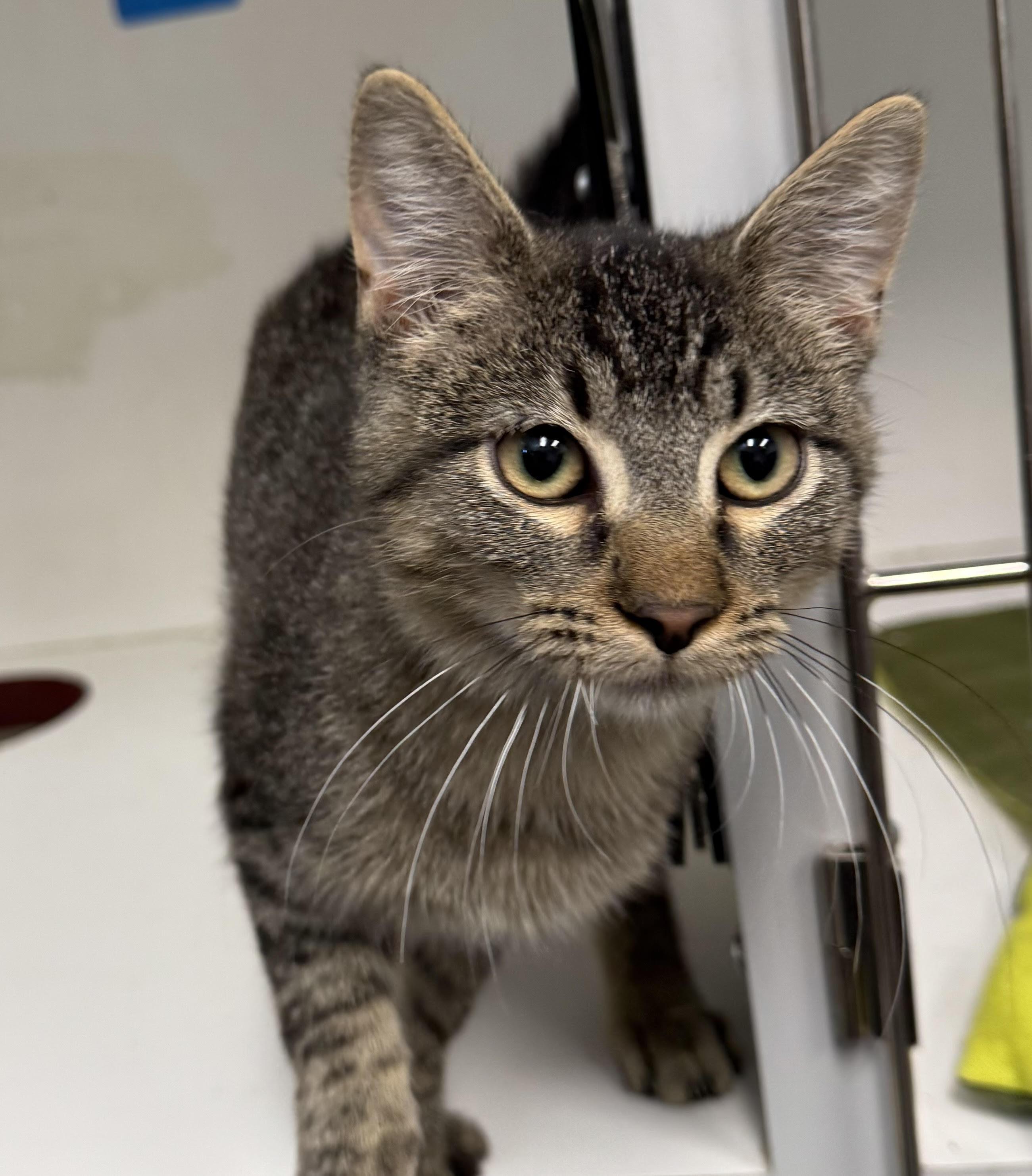 Henry 25-0003/F, a Adopted Domestic Short Hair in Atlantic, IA image 3/3