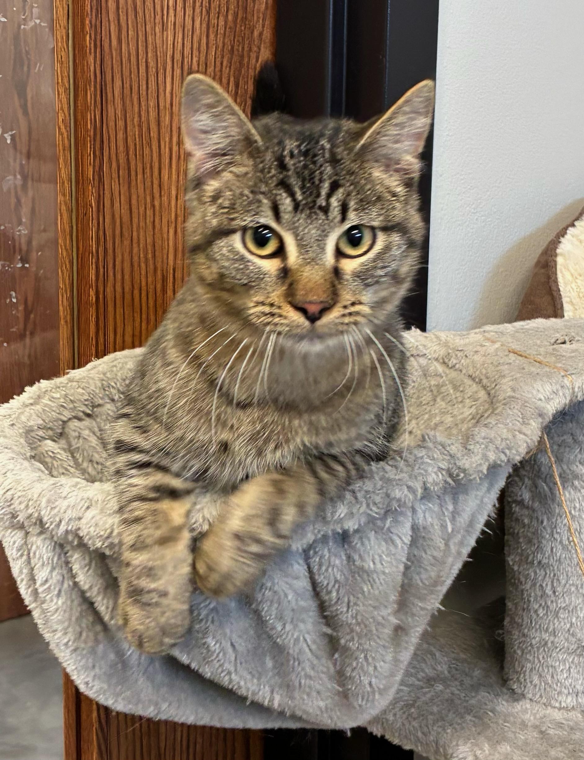 Henry, Adoptable, Young Male Domestic Short Hair.