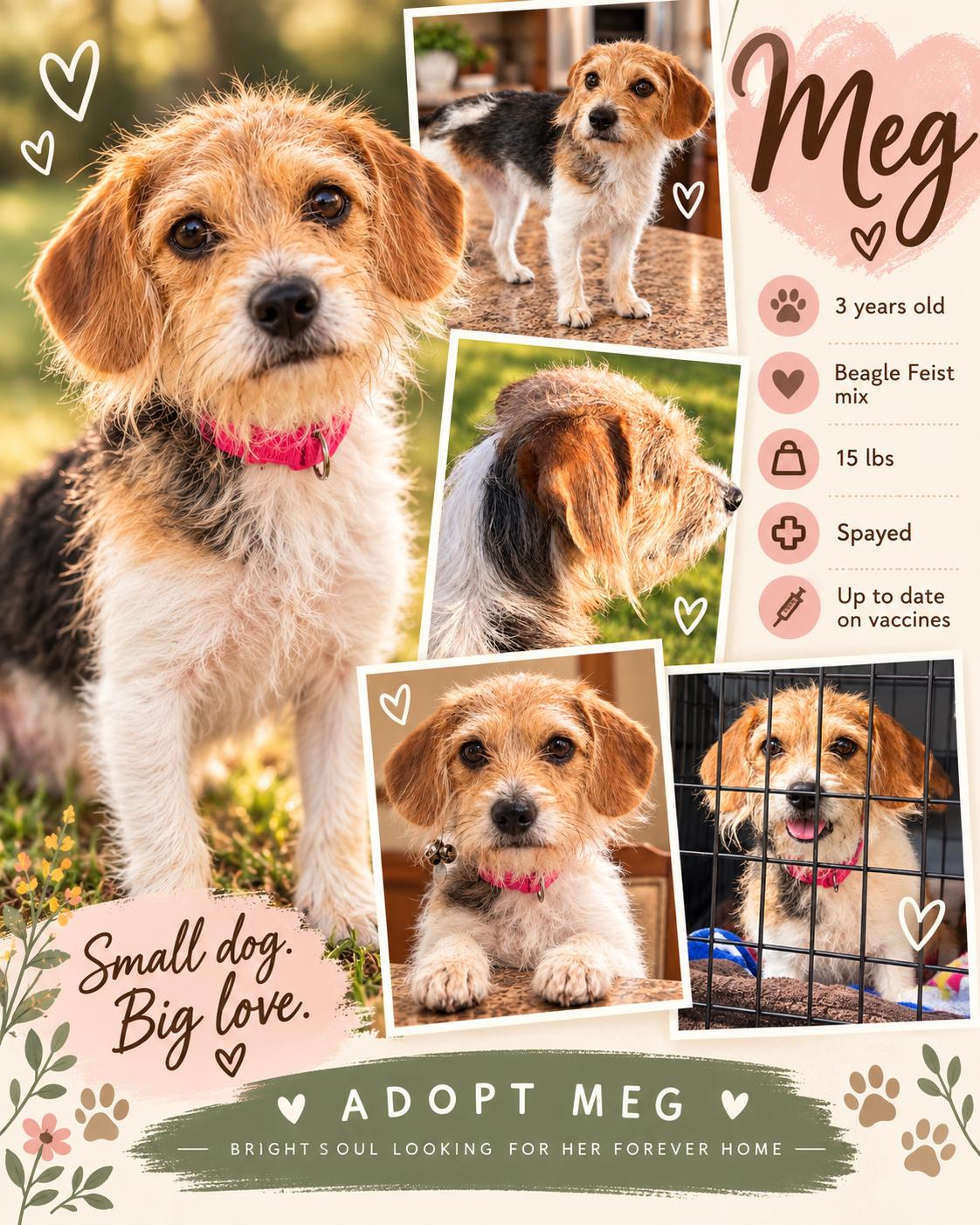 Meg, Adoptable, Adult Female Beagle & Feist.
