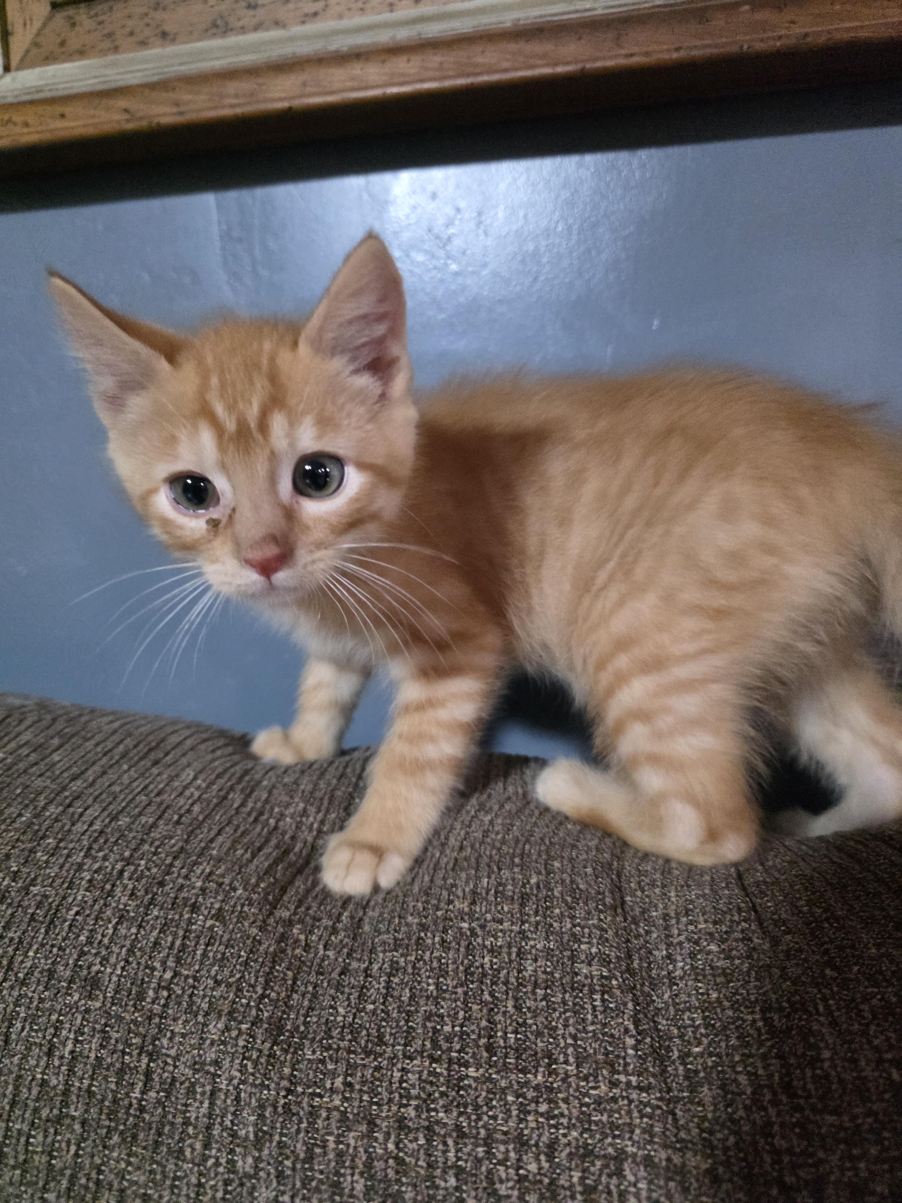 Newt, Adoptable, Kitten Male Domestic Short Hair.