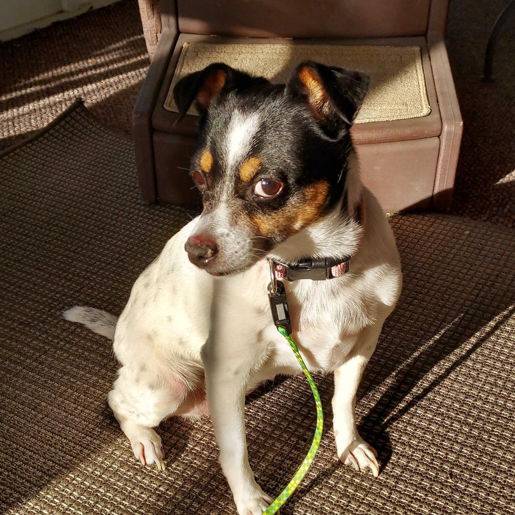 Maggie, adopted, Senior Female Jack Russell Terrier.